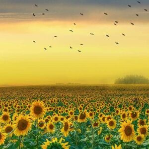 Zonnebloemen