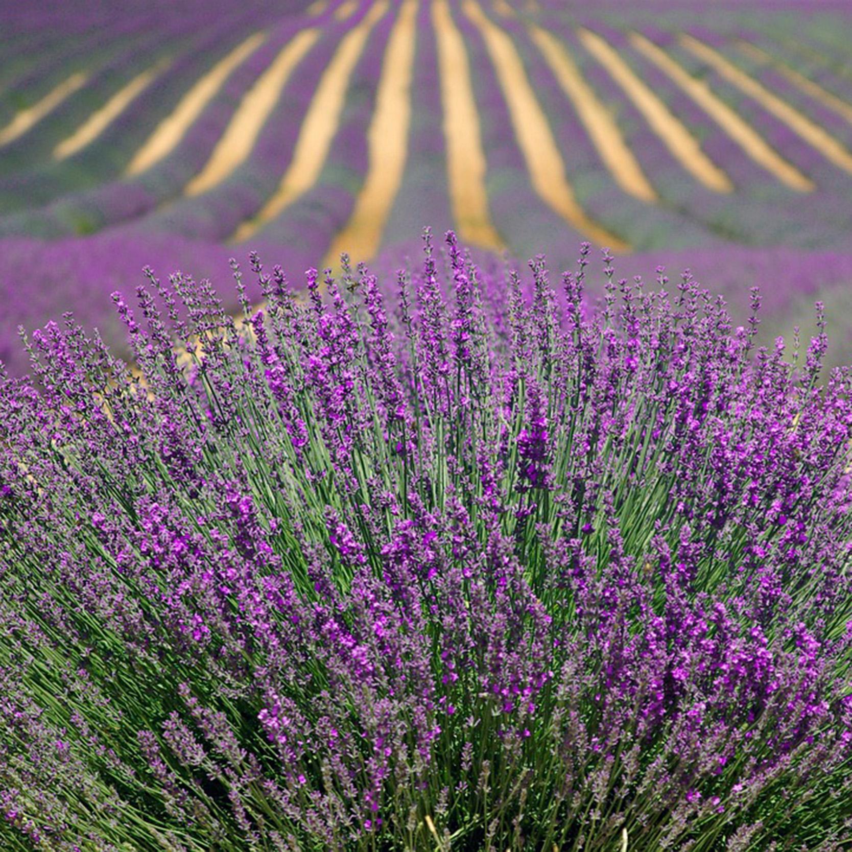 Lavendel VK