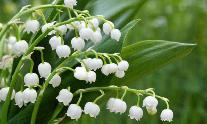 muguet